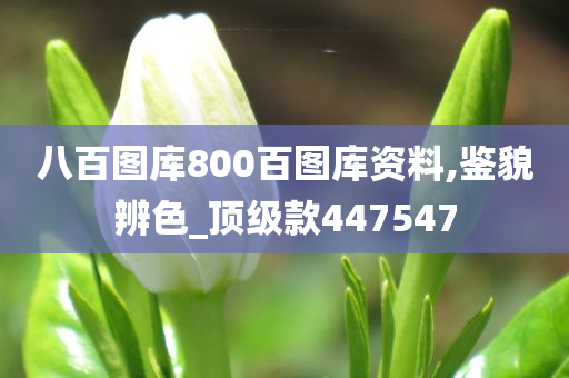 八百图库800百图库资料,鉴貌辨色_顶级款447547